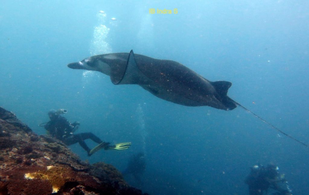 Diving at Manta Point