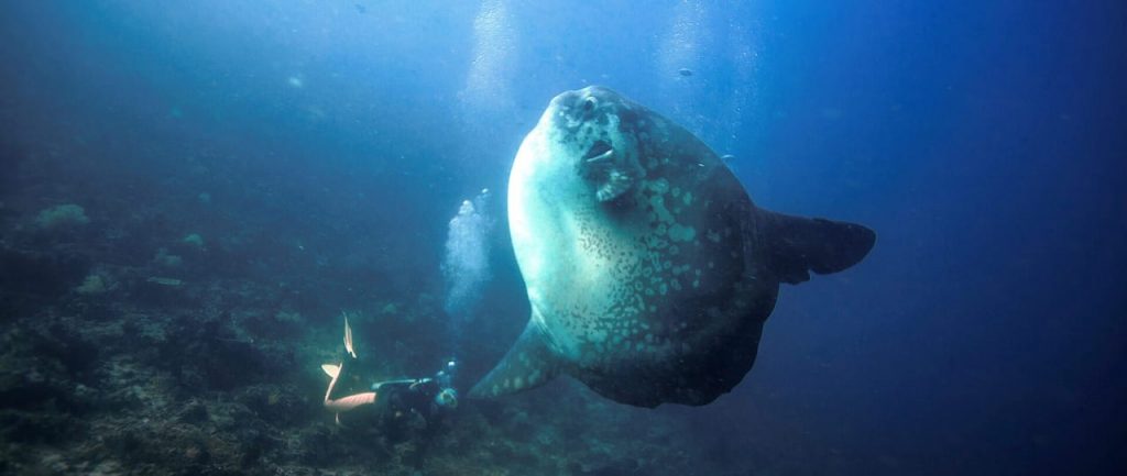 Diving with Mola-Mola at Mimpang